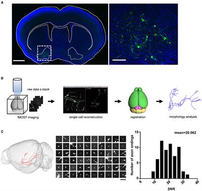 Whole-Brain Reconstruction of Neurons in the Ventral Pallidum Reveals Diverse Projection Patterns